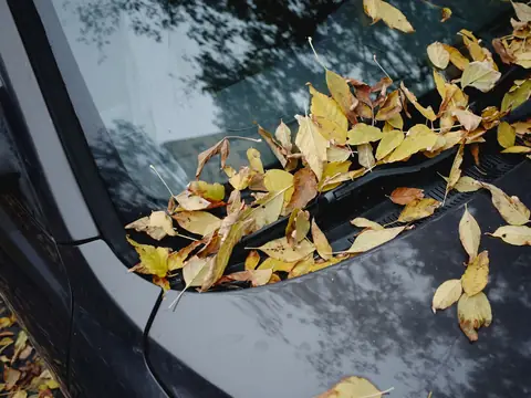 Yellow leaves along the windshield edge of a dark car